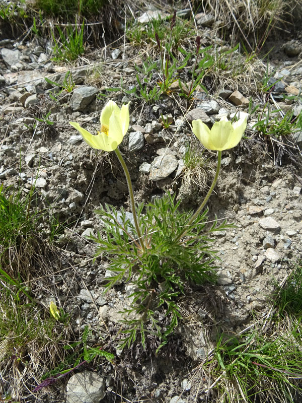 Pulsatilla alpina subsp. apiifolia - Ranunculaceae